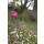 Blumenwiese "Sträucher und Rosenstöcke" 30m²